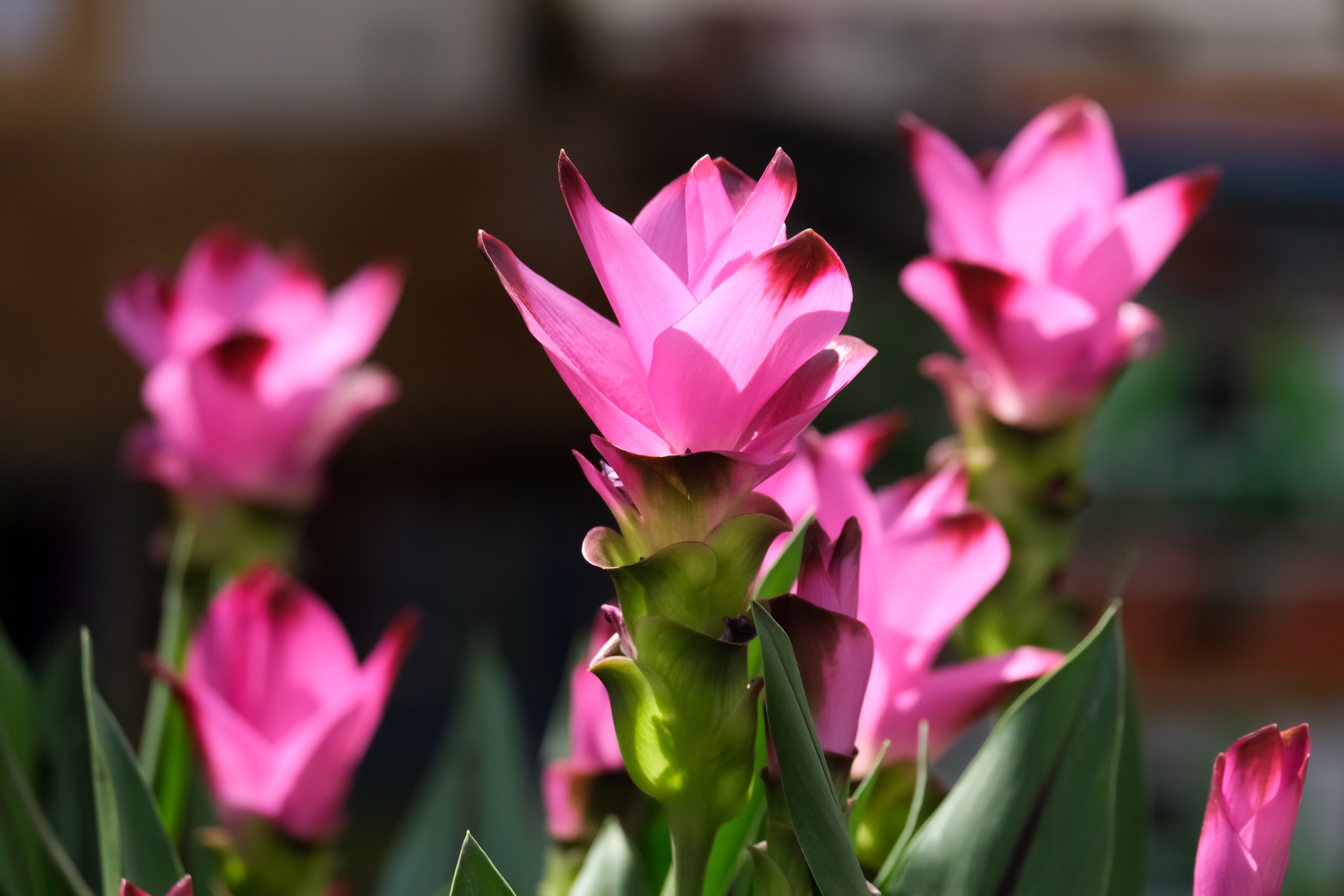 THIS IS A CURCUMA BOOST